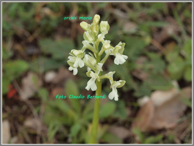 un p di orchidee dal Materano